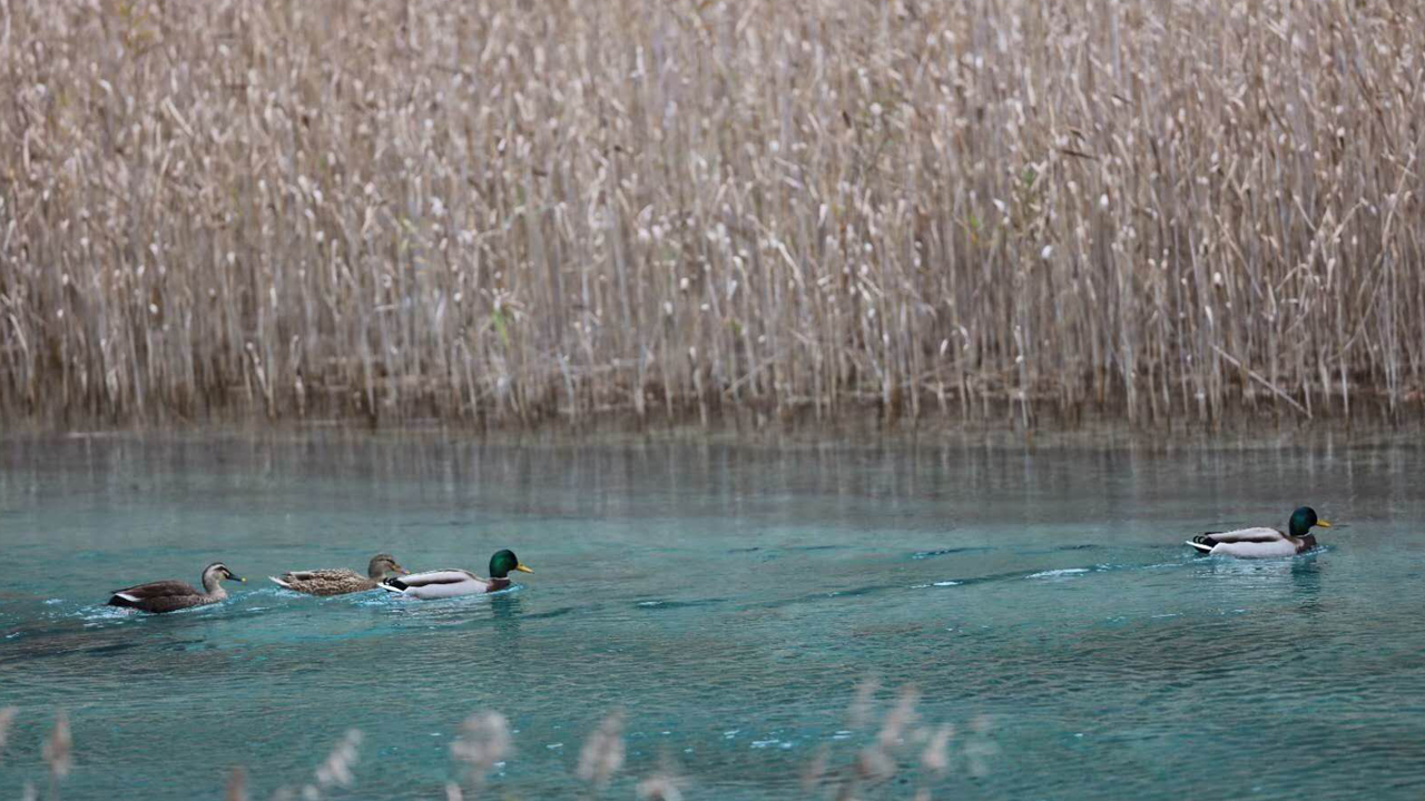 湿地保护修复项目捕捉到的绿头鸭与斑嘴鸭照片 （2018年11月14日摄于芦苇海）