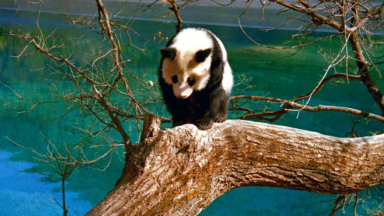 大熊猫 （国家一级保护动物）